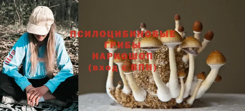 Галлюциногенные грибы Cubensis  KRAKEN онион  Асино 